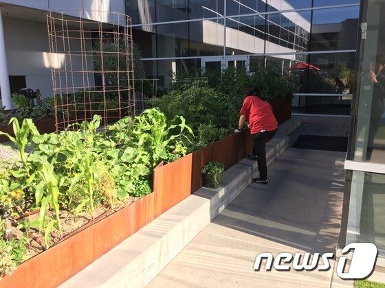 본문 이미지 - 미국 캘리포니아주 마운틴뷰 구글 본사에 마련된 텃밭에서 카페테리아 직원이 샐러드용 채소를 뽑고 있다. 구글은 본사 내 곳곳에 마련된 텃밭에서 가꾼 채소로 임직원들을 위한 식단을 꾸린다. 2016.5.18/뉴스1 ⓒ News1 주성호 기자