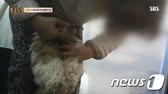 본문 이미지 - 번식장 업주가 개에게 강제로 정액을 주입하는 모습. (SBS 방송화면 캡처) ⓒ News1