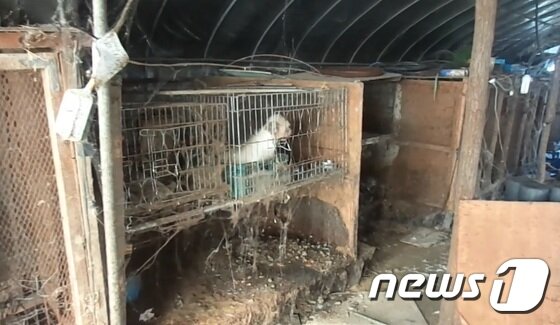 본문 이미지 - 지난해 동물자유연대가 급습한 경기 남양주시의 한 불법 번식장. (동물자유연대 제공)ⓒ News1
