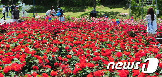 (울산=뉴스1) 장은진 기자 = 20일 제10회 울산대공원 장미축제가 열리고 있는 울산시 남구 울산대공원 장미원에서 관람객들이 활짝 핀 장미를 감상하며 즐거운 시간을 보내고 있다. …