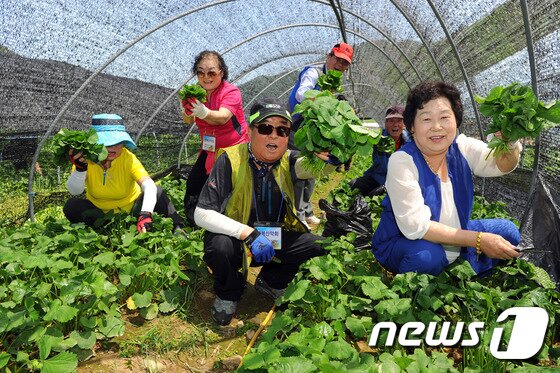 본문 이미지 - 강원 양구 곰취.(뉴스1 DB)