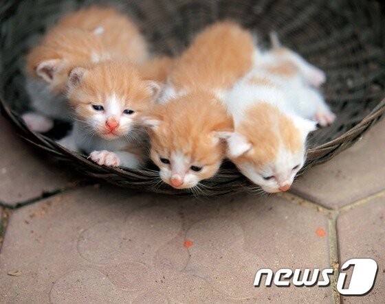 본문 이미지 - 아기 고양이.(사진 이미지투데이)ⓒ News1