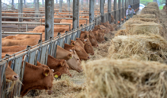 금산군, 소 사육농가 진료비 지원…농가별 최대 75만원 보조