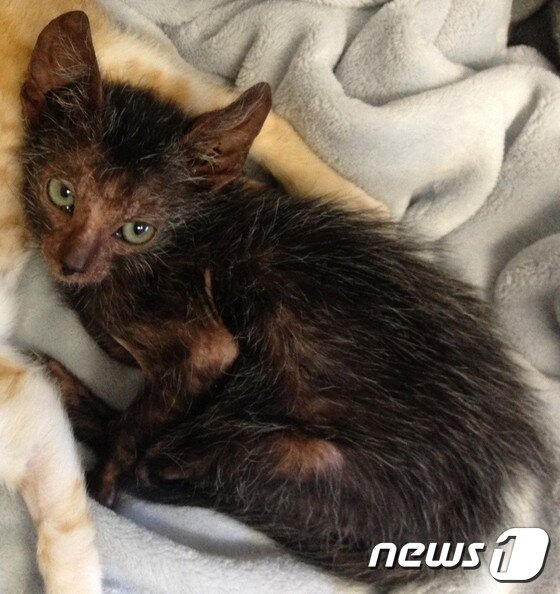 본문 이미지 - 늑대고양이 에요나. (출처=동물보호단체 티어스) ⓒ 뉴스1