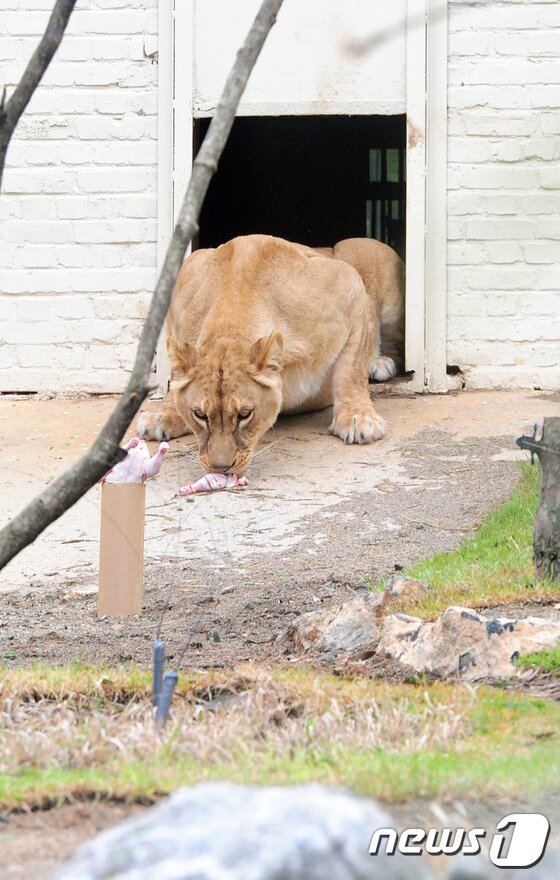본문 이미지 - 3일 전북 전주시 전주동물원 호랑이·사자 우리 환경개선 준공 및 방사행사에서 암사자 덕진이가 닭고기를 먹고 있다.2016.5.3/뉴스1 ⓒ News1 문요한 기자