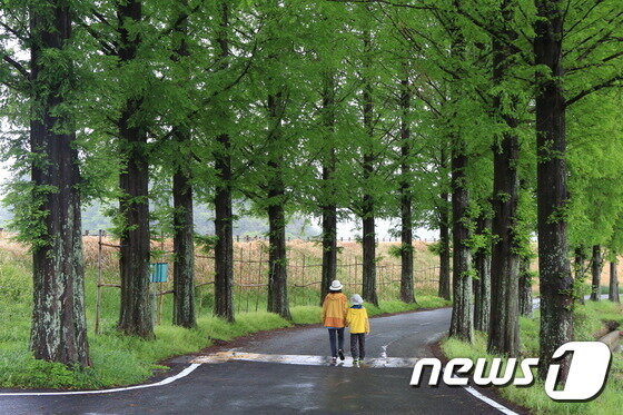 본문 이미지 - 장흥의 모습. 서은석 작가ⓒ News1