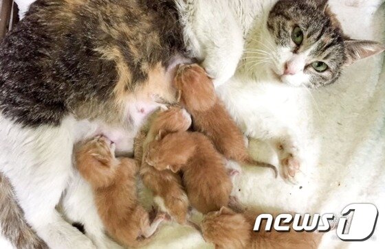 본문 이미지 - 어미로부터 버림받았다가 구조된 새끼 고양이들이 수유가 가능한 다른 어미의 젖을 먹고 있다. 동물보호단체 카라는 지난해 6월 경기 수원시의 한 주택 보일러실에서 이들 고양이를 구조했다.(사진 카라 제공)ⓒ News1
