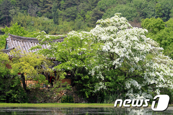 (부산ㆍ경남=뉴스1) 이철우 기자 = 6일 오전 경남 밀양시 부북면 위양리 위양지 한가운데는 안동 권씨 후손인 학산(鶴山) 권삼변(權三變) 선생의 얼이 서린 완재정(宛在亭)이 있다 …