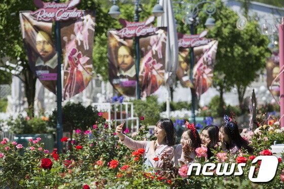 본문 이미지 - 셰익스피어 로즈가든ⓒ News1