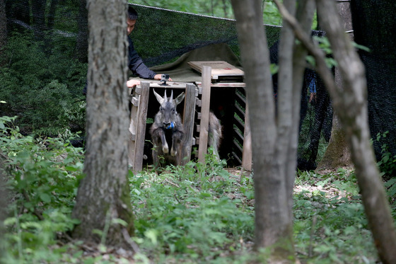 양구 산양·사향노루센터, 국가유산보호 유공 대통령 표창 수상