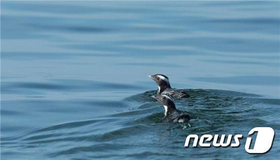 본문 이미지 - 전남 여수시 삼산면 백도에서 집단 서식이 확인된 뿔쇠오리.(다도해해상국립공원사무소 제공)2016.6.13/뉴스1 ⓒ News1