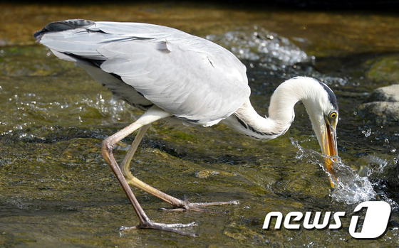 (서울=뉴스1) 황기선 기자 = 무더위가 다시 고개를 든 13일 오후 서울 청계천에서 왜가리가 물고기를 사냥하고 있다. 2016.6.13/뉴스1