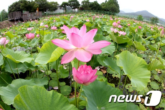 (부산ㆍ경남=뉴스1) 이철우 기자 = 16일 경남 함안군 함안박물관 연 시배지에서 아라홍련이 활짝펴 장관을 이루고 있다.이 아라홍련은 지난 2009년 함안 성산산성에서 발굴된 고려 …