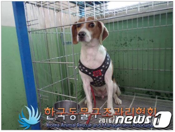 본문 이미지 - 동구협 입양공고에 올라온 봉순이.ⓒ News1
