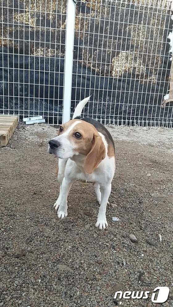 본문 이미지 - 넓은 마당이 있는 리버하우스 위탁소에서 지내는 봉순이.ⓒ News1