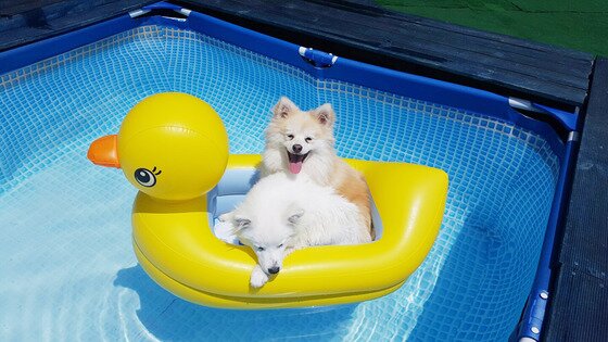 본문 이미지 - 애견카페와 호텔링을 겸하고 있는 '홀리데이펫'은 보호자가 음료비용을 지불하면 애견 수영장을 무료로 이용할 수 있다.(사진 홀리데이펫 제공)ⓒ News1