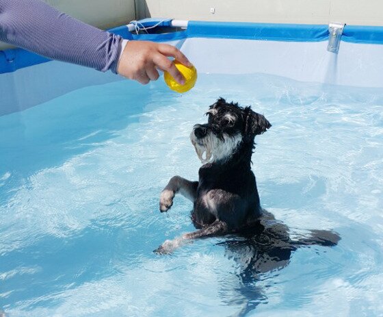 본문 이미지 - 애견인들의 인기 나들이 장소로 꼽히는 '놀다가개'는 애견카페지만 무료로 수영장을 개방하고 있다.(사진 놀다가개 제공)ⓒ News1