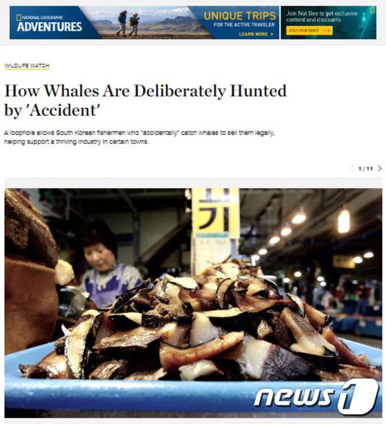 본문 이미지 - 지난 16일 내셔널지오그래픽 홈페이지에 올라온 <a title="내셔널 지오그래픽 기사" href="http://news.nationalgeographic.com/2016/06/south-korea-whaling-bycatch/" target="_blank">'(한국에서) 고래들은 어떻게 '우연히' 의도적으로 포획되는가'</a>란 제목의 특집기사.ⓒ News1