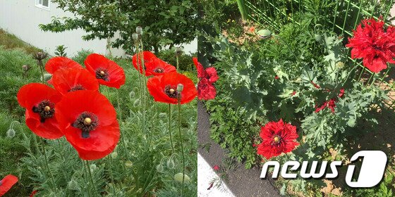 본문 이미지 - 관상용 양귀비(왼쪽)와 마약성분 양귀비/사진제공=안동시농업기술센터 ⓒ News1