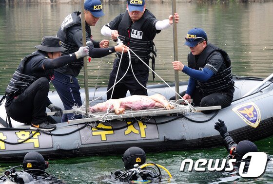 본문 이미지 - 21일 전북 김제시 백구면 담수호에서 전북지방경찰청 과학수사대 등이 돼지 사체를 담수해수에 빠뜨리고 있다.2016.6.21/뉴스1 ⓒ News1 문요한 기자