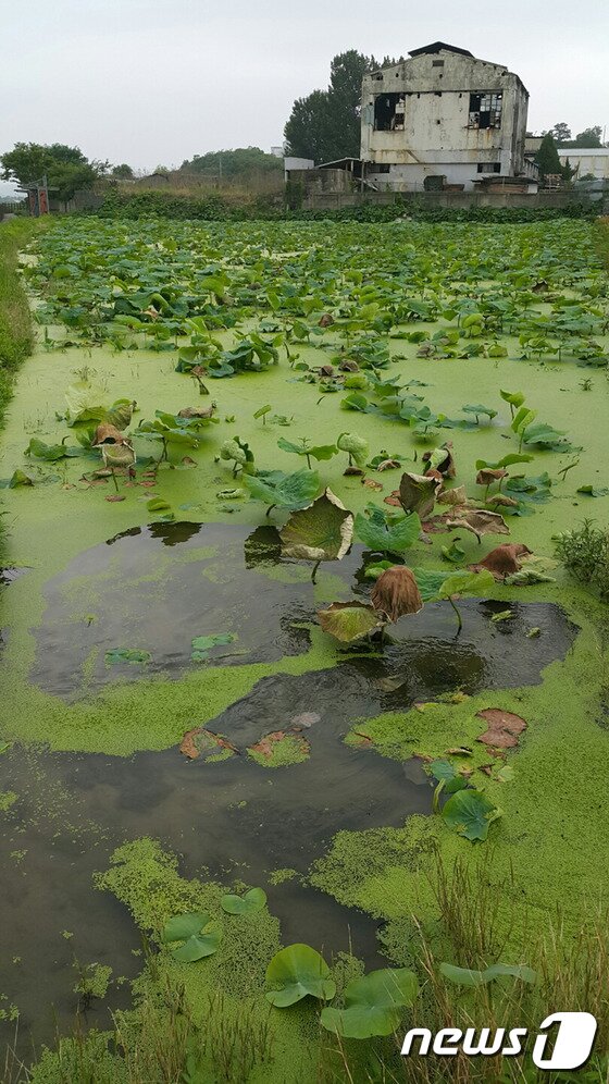 본문 이미지 - 23일 대구시 동구 괴전동 경부고속도로 인근에 있는 연밭에 기름이 흘러들어 연이 죽어가고 있다.연밭에 흘러 들어간 기름은 지난달 20일 고속도로에서 발생한 대형 유조차 화재진압을 하는 과정에서 소방수 함께 섞여 들어간 기름이다.이날 사고로 불씨가 남아있는 기름이 농수로를 타고 마을 앞 연밭 등으로 흘러들어 인근 사과밭 등을 태우는 2차 피해가 발생했다.2016.6.23/뉴스1 ⓒ News1 정지훈 기자