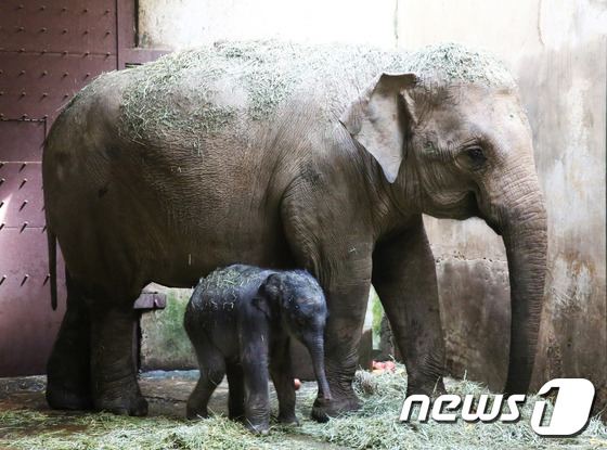 서울대공원, 22년만에 멸종위기 아시아코끼리 번식 성공