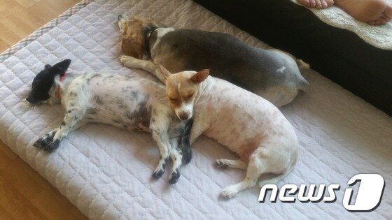 본문 이미지 - 입양자의 집에서 함께 사는 개들과 잠든 마음이. ⓒ News1