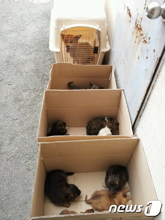 본문 이미지 - 길가에 버려진 마음이와 새끼 13마리. 강아지들은 박스에, 마음이는 캔넬 안에 들어 있었다. ⓒ News1