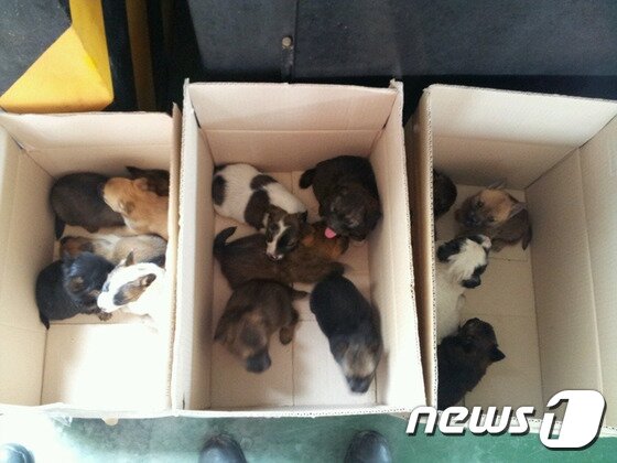 본문 이미지 - 박스에 담겨 버려진 13마리 강아지들. ⓒ News1