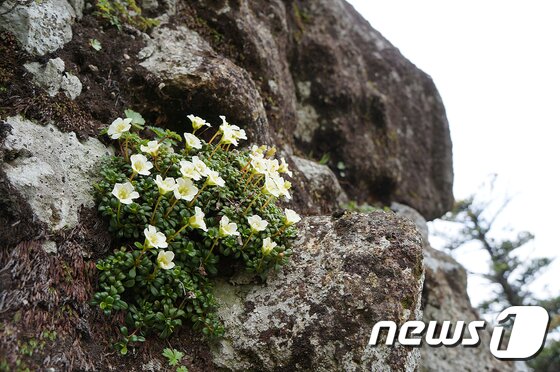 본문 이미지 - 세계자연유산인 한라산 정상 부근 암벽에 활짝 핀 지구에서 가장 키가 작은 나무인 돌매화. (사진제공=한라산국립공원관리사무소) ⓒ News1