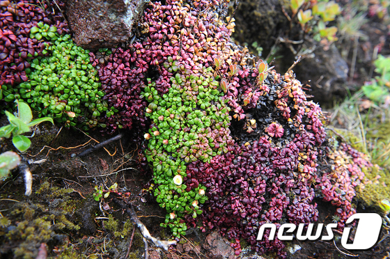 (제주=뉴스1) 고경호 기자 = 세계자연유산인 한라산 정상 부근 암벽에 지구에서 가장 키가 작은 나무인 돌매화가 활짝 피어 눈길을 끌고 있다. 한라산국립공원관리사무소(소장 김창조) …