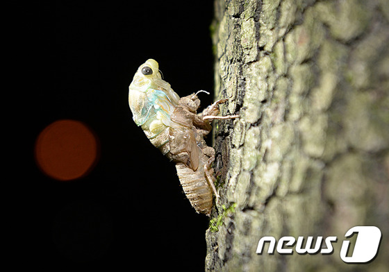 (대전ㆍ충남=뉴스1) 주기철 기자 = 19일 오전 대전 서구 구봉산 입구 감나무에서 매미가 우화를 하고 있다. 매미가 땅속에서 5~7년 동안 애벌레(굼벵이)로 살다가 보통 밤 8시 …