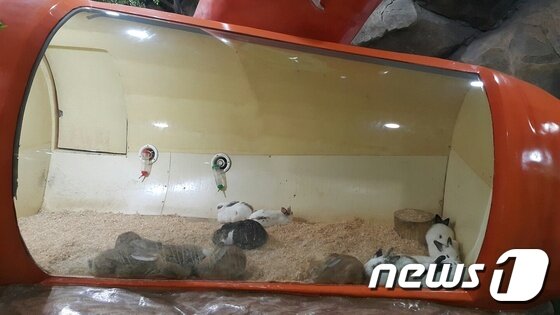 본문 이미지 - 롯데월드 어드벤처 '환상의 숲'에 전시된 자이언트 토끼. ⓒ News1