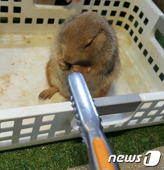 본문 이미지 - 프레리도그 생태설명회에서 할 수 있는 먹이주기. ⓒ News1