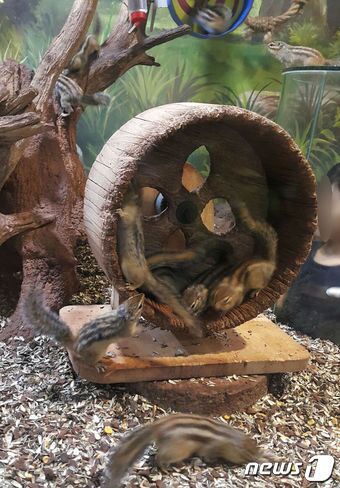 본문 이미지 - 쳇바퀴에 몰려든 다람쥐들. ⓒ News1