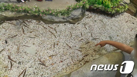 본문 이미지 - '환상의 숲'의 미꾸라지들. 아이들은 미꾸라지 만지기에 여념이 없었고, 부모들은 이를 부추겼다. 일부 미꾸라지들은 하얀 배를 드러내고 죽어 있었다. ⓒ News1