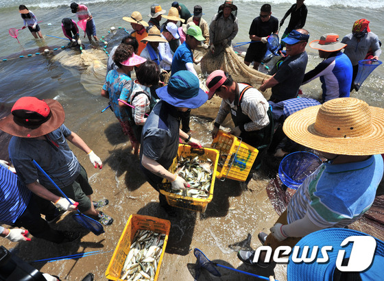 (포항=뉴스1) 최창호 기자 = 23일 경북 포항시 청하면 월포해수욕장에서 열린 후리 그물 당기기 체험행사에서 주민들이 그물에 잡힌 각종 어류를 옮기고 있다. 후리그물은 1km해상 …