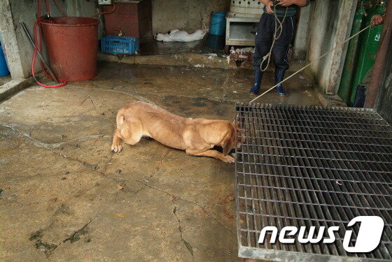 본문 이미지 - 동물보호단체들은 개 도살 과정에서의 잔인성을 문제점으로 지적한다.(사진 카라 제공)ⓒ News1