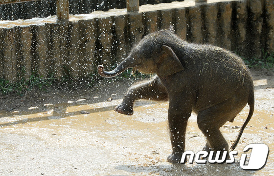 (과천=뉴스1) 이재명 기자 = 장마전선이 소강상태를 보이면서 무더위가 기승을 부리고 있는 28일 오후 경기도 과천시 서울대공원에서 아기코끼리가 사육사가 뿌려준 물을 맞으며 더위를 …