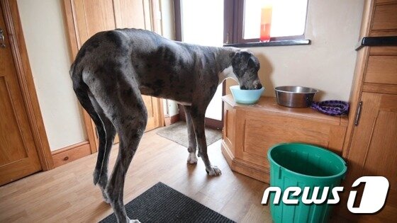 본문 이미지 - '세상에서 가장 큰 개' 메이저가 밥을 먹고 있는 모습. (사진 wales news service) ⓒ News1