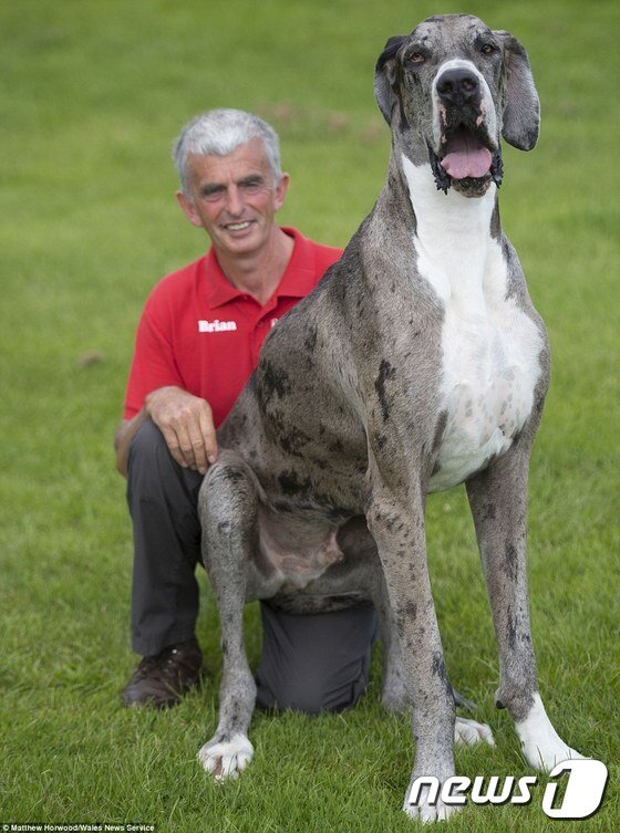 본문 이미지 - 브라이언 무릎에 앉아 있는 메이저. (사진 wales news service) ⓒ News1