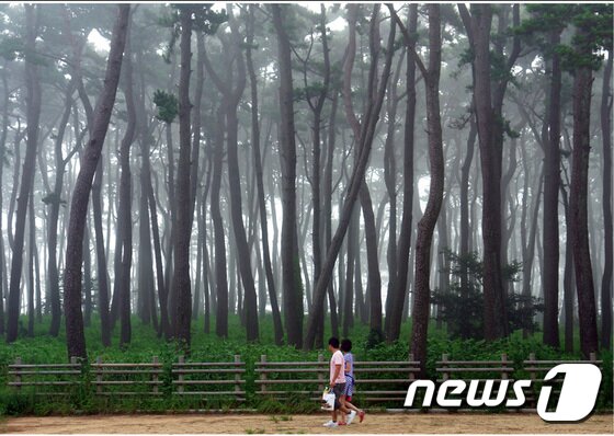 본문 이미지 - 대왕암 송림 산책로. ⓒ News1