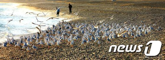 본문 이미지 - 강동 몽돌해변. ⓒ News1