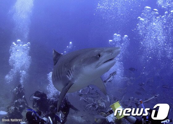본문 이미지 - (사진제공=The Pearl Resort FIJI)ⓒ News1