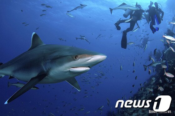 본문 이미지 - (사진제공=The Pearl Resort FIJI)ⓒ News1