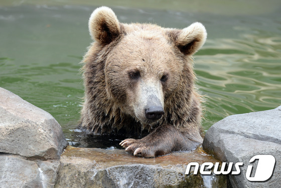 (과천=뉴스1) 최현규 기자 = 1일 오후 경기 과천시 서울대공원 동물원에서 곰이 수영을 하며 더위를 식히고 있다. 2016.8.1/뉴스1