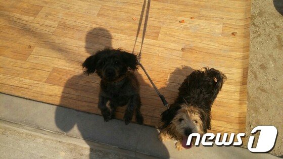 본문 이미지 - 자신들을 보러 온 주민들에게 꼬리를 흔들며 매달리던 륜과 율. (사진 케어 제공) ⓒ News1