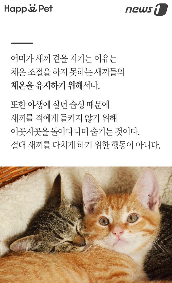 본문 이미지 -  
