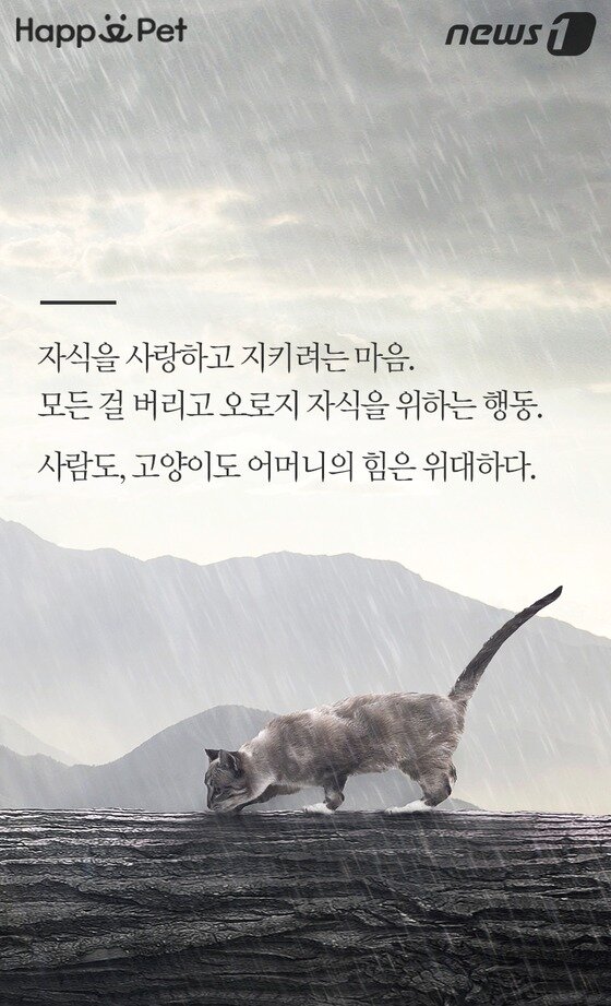 본문 이미지 -  
