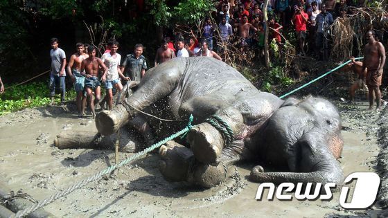 본문 이미지 - 11일 (현지시간) 방글라데시 자말푸르의 산림 공무원과 주민들이 홍수로 인도에서 1000 km를 떠내려온 야생 코끼리를 연못에서 끌어내고 있다.ⓒ AFP=뉴스1 ⓒ News1 우동명 기자